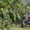 Avocados