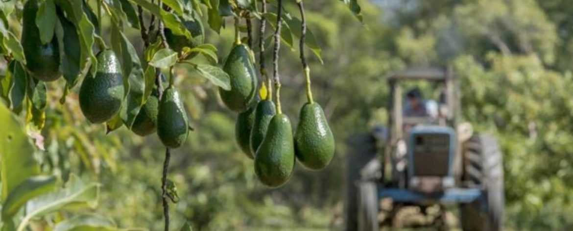 Nakuru_Avos
