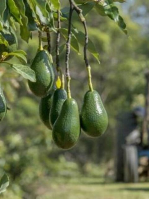 Nakuru_Avos