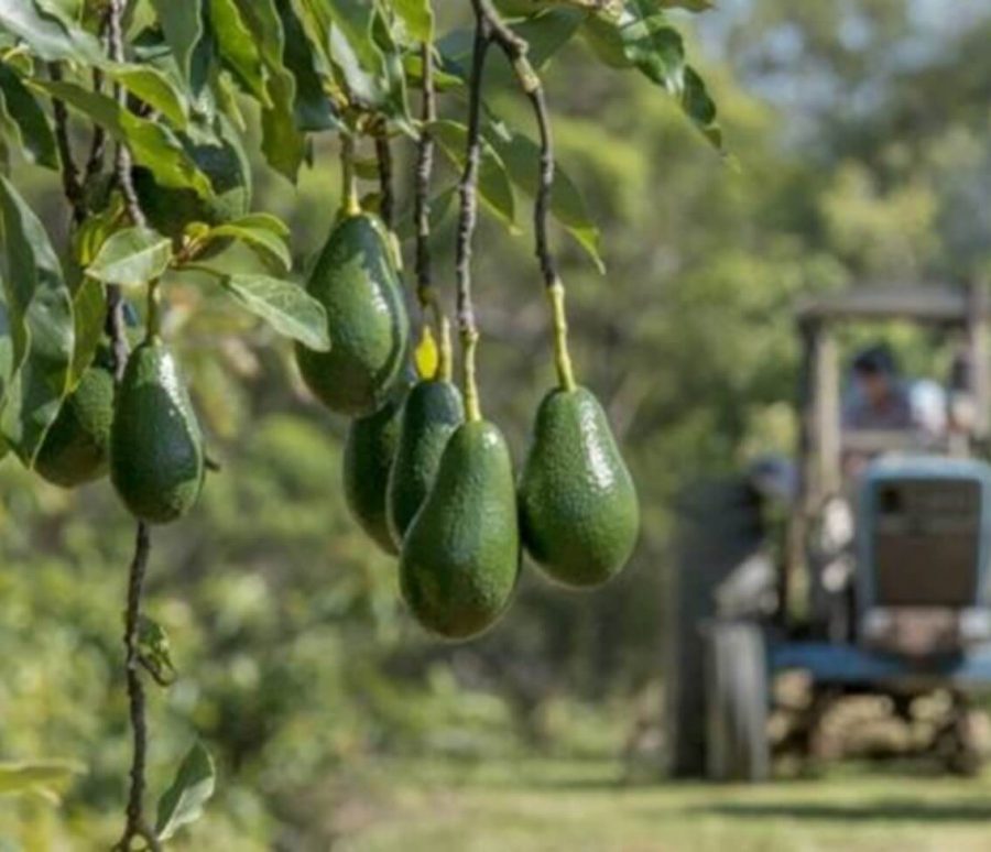 Nakuru_Avos