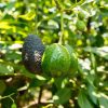 Awesome Avodaco