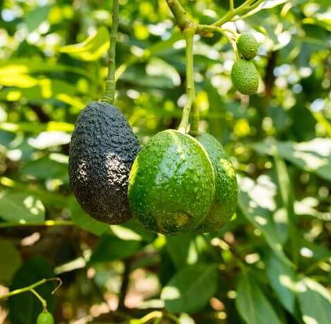 netafim-avocado