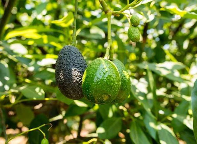 netafim-avocado
