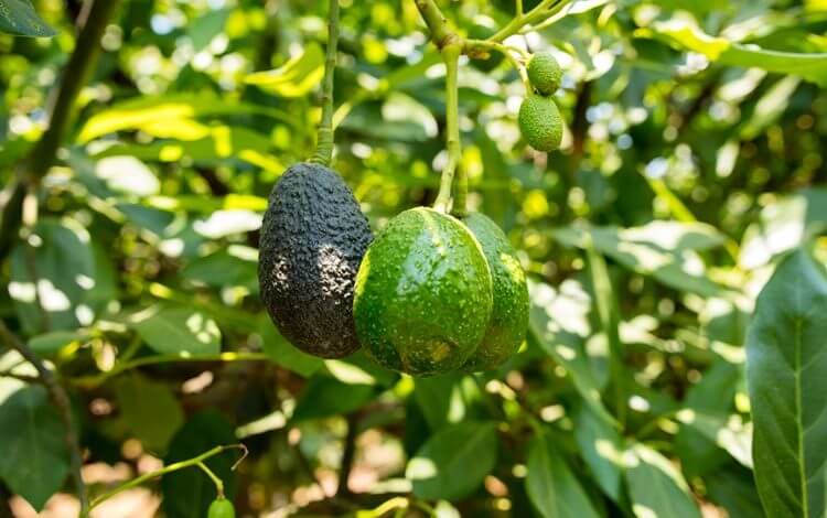 netafim-avocado